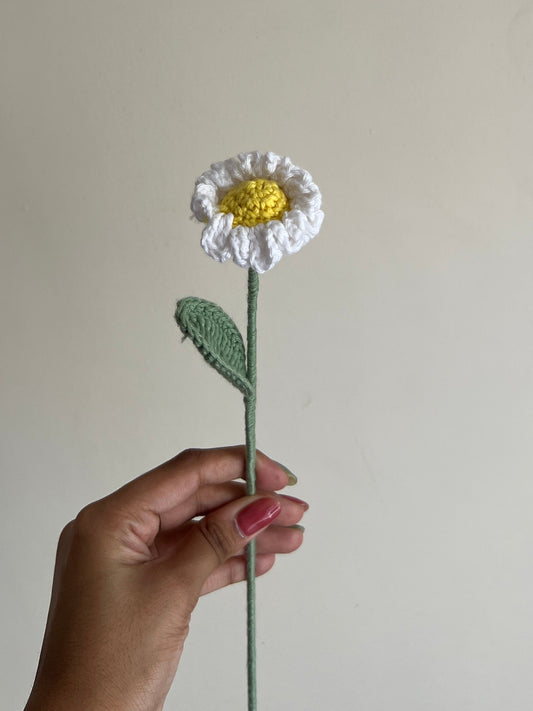 Daisy (White)