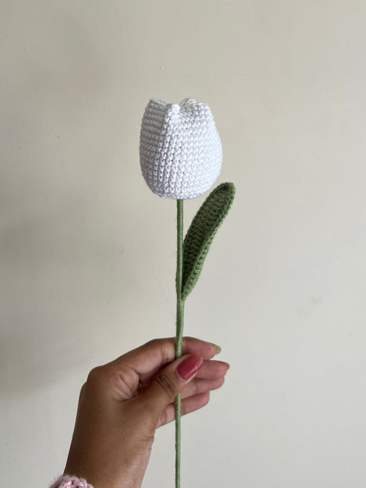 Tulip (White)