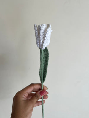 Open Tulip (White)