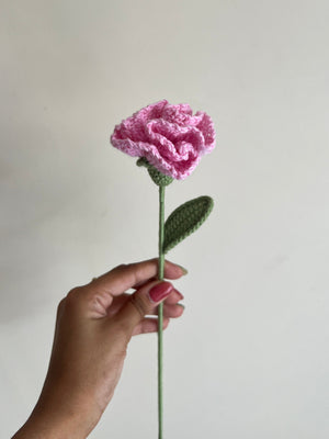 Carnation (Baby Pink)